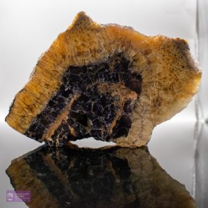 Witchs Millers Vein MV41