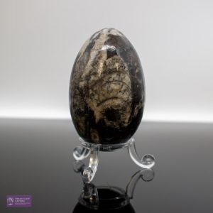 Small Orthocerus fossil Egg