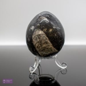 Large Orthocerus fossil Egg