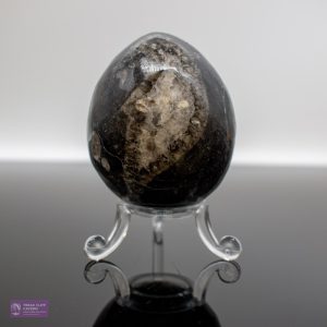Medium Orthocerus fossil Egg