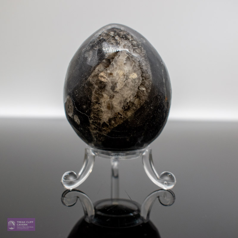 Medium Orthocerus fossil Egg