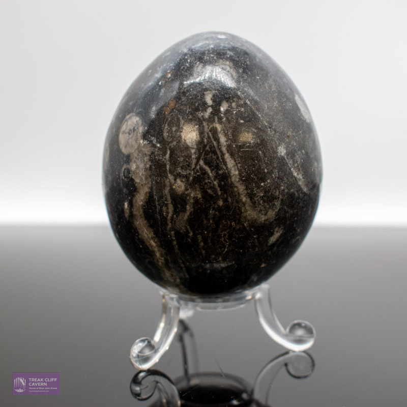 Medium Orthocerus fossil Egg - Image 2