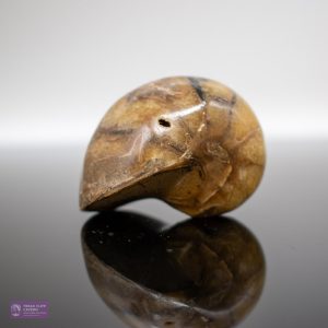 Small Polished Ammonite