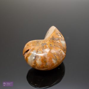 Extra Small Polished Ammonite