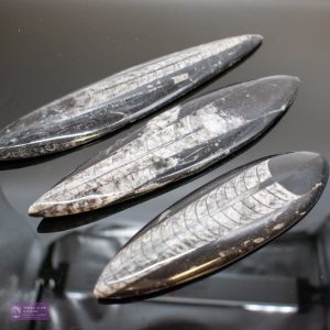 Medium Polished Orthocerus