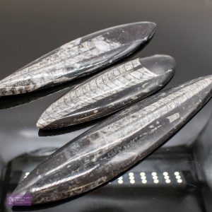 Large Polished Orthocerus
