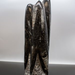 Medium Polished Orthocerus Sculpture