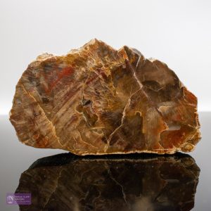 Fossilised Wood Slice
