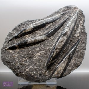 Polished Orthocerus on Limestone Matrix