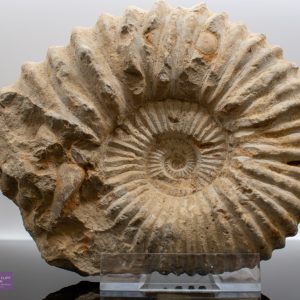 Extra Large Natural Ammonite