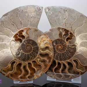 Extra Large Polished Ammonite Pair