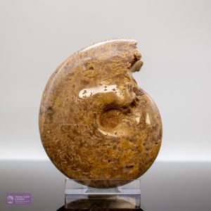 Medium Polished Ammonite