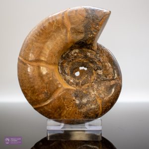 Large Polished Ammonite