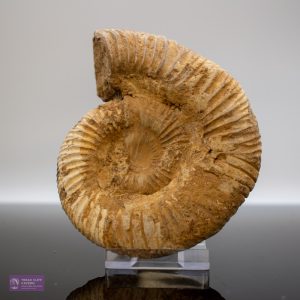 Medium Natural Ammonite