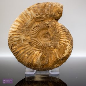 Large Natural Ammonite