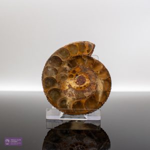 Medium Polished Ammonite Half