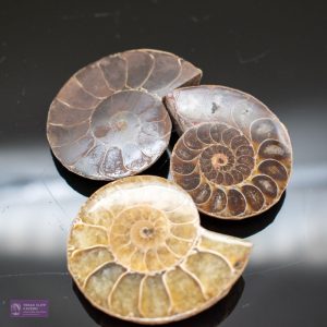 Small Polished Ammonite Half