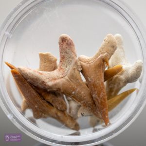 Fossils