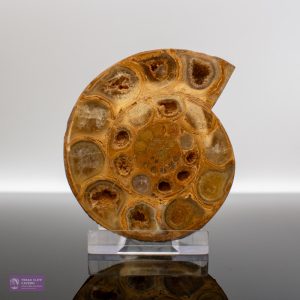 Large Polished Ammonite Half