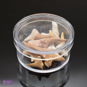 Sharks Teeth Pot
