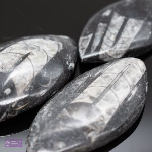 Small Polished Orthocerus