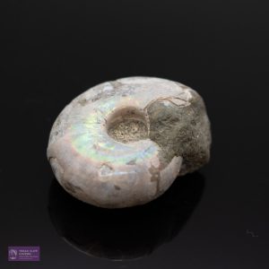 Small Irridecent Ammonite