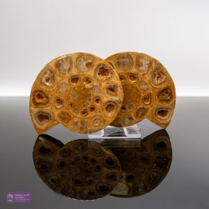 Large Polished Ammonite Pair