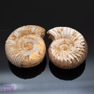 Small Natural Ammonite