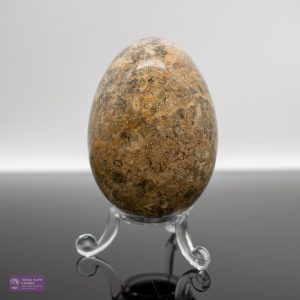 Fossil Coral Egg