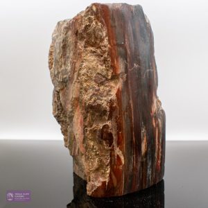 Fossilised Wood Branch Section