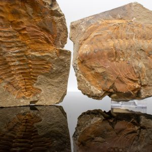 Trilobite Pair