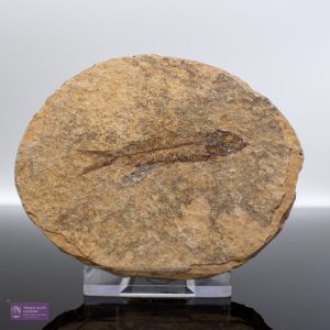Fossilised Fish