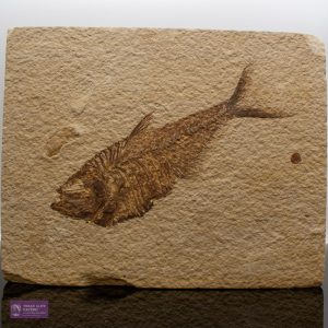Large Fossilised Fish