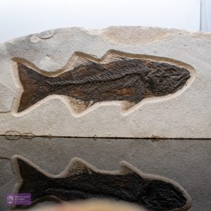Large Fossilised Fish