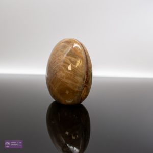 Bivalve Fossil