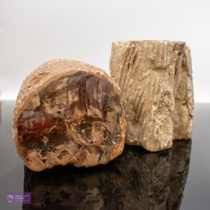 Fossilised Wood Branch Section