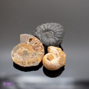 Mini Ammonite Collection