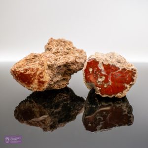 Fossilised Wood Root Section